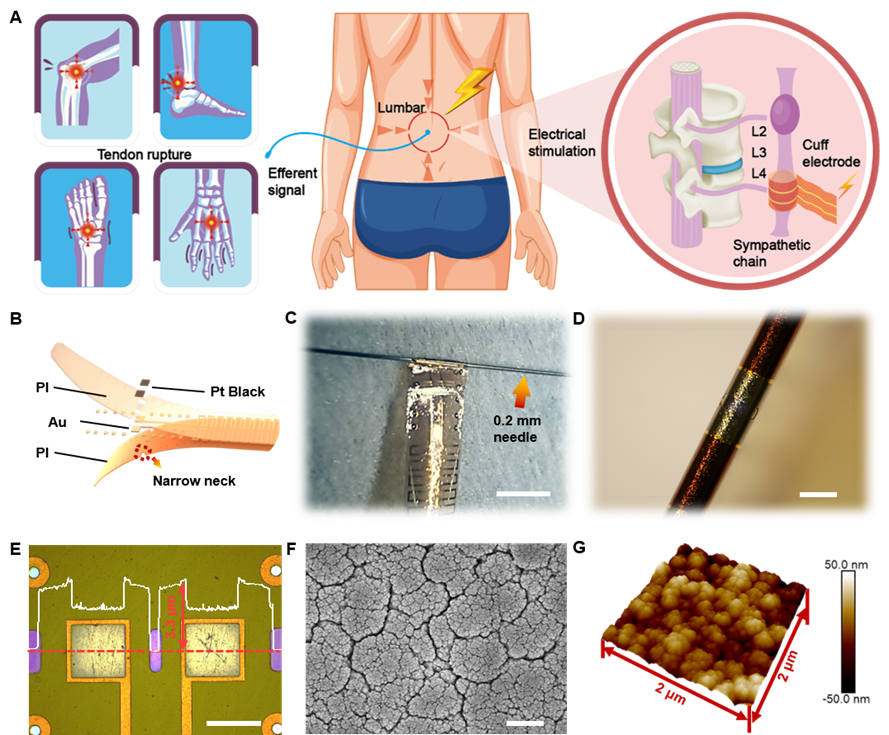 超柔卡夫电极电刺激交感神经治疗受损肌腱的示意图和器件实物图.png