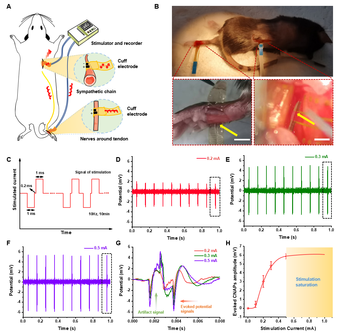 电刺激脉冲电流在上下游神经的传导性和刺激的阈值.png